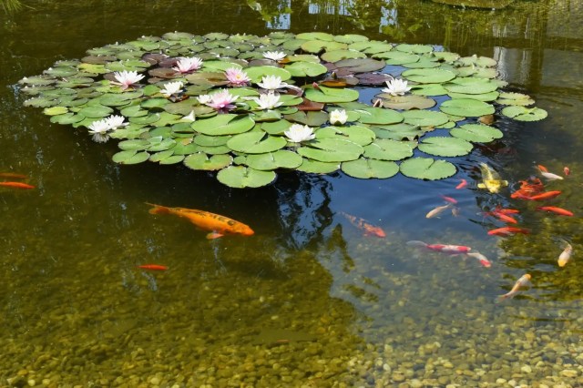 environmental-education Environmental education through nature observation.