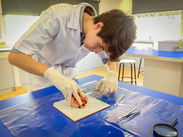 dissects-a-heart A student at St. Andrews Green Valley dissects a heart in IB Biology class, applying theory to real-world learning in human anatomy.