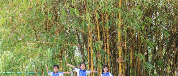 Young preschoolers at St. Andrews Green Valley explore nature outdoors beneath tall bamboo, starting their eco-school learning journey for preschoolers.