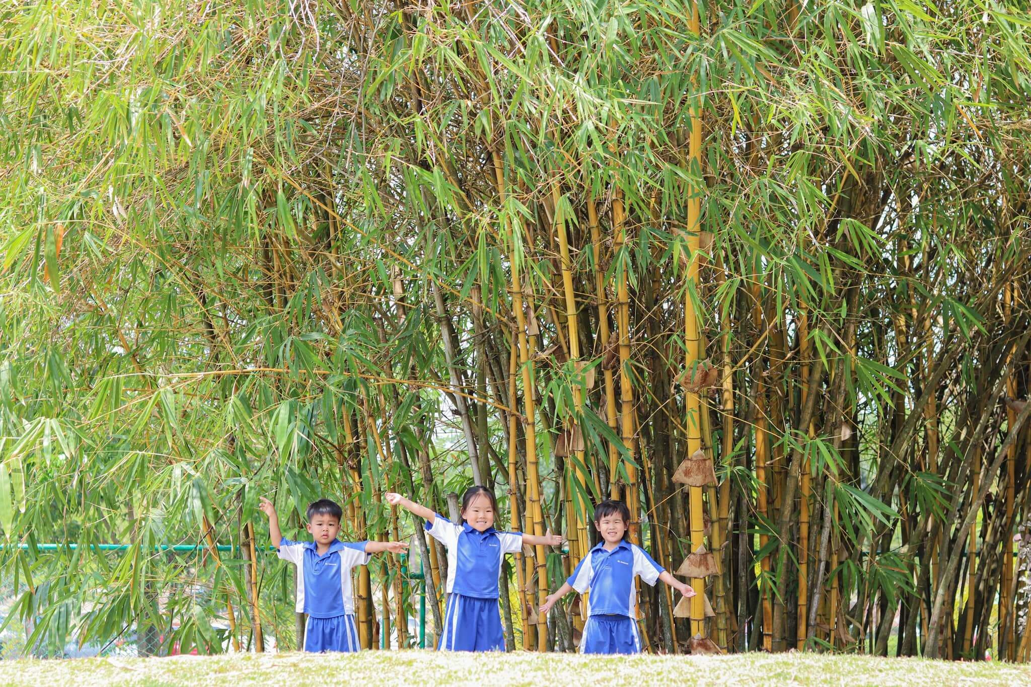 eco-school Young preschoolers at St. Andrews Green Valley explore nature outdoors beneath tall bamboo, starting their eco-school learning journey for preschoolers.