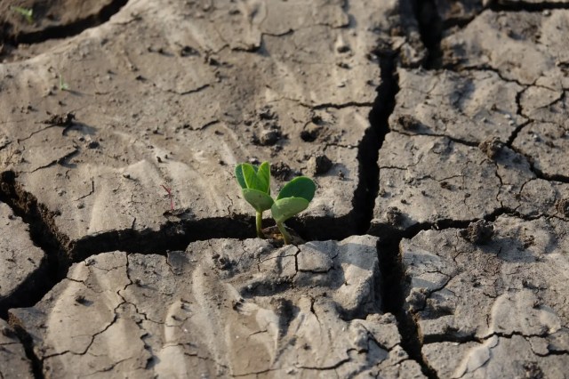 climate-resilience Young plant growing through cracked dry soil, symbolising climate resilience.